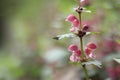 Red nettle. Wild flowers, selective focus