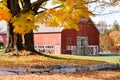 Red New England barn with golden oak tree in autumn sunshine