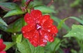 Red New Guinea impatiens flowers, Impatiens hawkeri Royalty Free Stock Photo