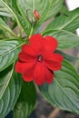 Red New Guinea impatiens flowers, Impatiens hawkeri, Rio Royalty Free Stock Photo