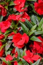 Red New Guinea impatiens flowers in pots