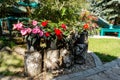 Red New Guinea impatiens flowers in pots Royalty Free Stock Photo