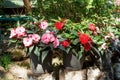 Red New Guinea impatiens flowers in pots Royalty Free Stock Photo