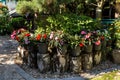 Red New Guinea impatiens flowers in pots Royalty Free Stock Photo