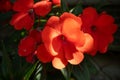 New Guinea impatiens (Impatiens hawkeri) flower with backlight