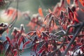 Red new maple tree leaves on sunny spring background. Japanese red maple tree leaves. Royalty Free Stock Photo