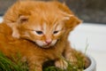 Red newborn kittens sitting in a bowl on a white table without a mother. small blind pets close up