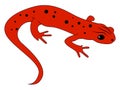 Red newt, illustration, vector Royalty Free Stock Photo