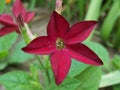 Red Nicotiana Royalty Free Stock Photo
