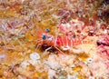 Red Night Shrimp Royalty Free Stock Photo