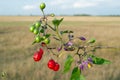 Red nightshade (Solanum dulcamara)