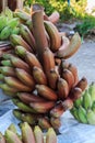 Red Nino Bananas