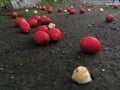Red nipah fruit scattered on the ground Royalty Free Stock Photo