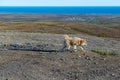 Red in Nome Royalty Free Stock Photo