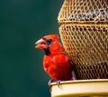 red northern Cardinal - Cardinalis cardinalis - bright red male with mouth open sitting on bird seed feeder white eating Royalty Free Stock Photo