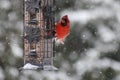 Red Northern Cardinal in the snow Royalty Free Stock Photo