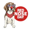 Red nose day poster. Vector hand drawn dog portrait. Beagle wearing glasses, clown nose and bandana. American red nose