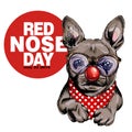 Red nose day poster. Vector hand drawn dog portrait. French bulldog wearing glasses, clown nose and bandana. American