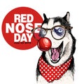 Red nose day poster. Vector hand drawn dog portrait. Siberian husky wearing glasses, clown nose and bandana. American Royalty Free Stock Photo