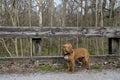 Red-Nose Pitbull on Bridge in the woods