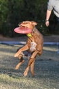 Red nose pitbull catching a disc Royalty Free Stock Photo