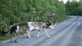 Red nosed Reindeer on road to Nipfjallet in Sweden Royalty Free Stock Photo