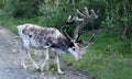 Red nosed Reindeer on road to Nipfjallet in Sweden Royalty Free Stock Photo