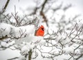 Red Nothern Cardinal bird perched in a snow covered tree during Winter Royalty Free Stock Photo