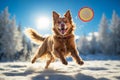 Red Nova Scotia Duck Tolling Retriever dog playing with a flying disk in the winter forest Royalty Free Stock Photo