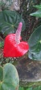 Red nuture flower in garden today morning