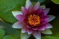 Red nymphaea or water lily flower with yellow core, macro shot and green leafs in water of garden pond Royalty Free Stock Photo