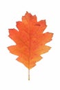 Red oak autumn leaf Royalty Free Stock Photo