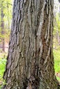 Red Oak Bark  600005 Royalty Free Stock Photo