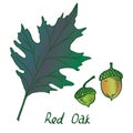 Red Oak Erythrobalanus Leaf and acorn, hand drawn doodle, sketch Royalty Free Stock Photo