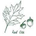 Red Oak Erythrobalanus Leaf and acorn, hand drawn doodle, sketch Royalty Free Stock Photo