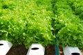 Red oak, green oak, cultivation hydroponics green vegetable Royalty Free Stock Photo