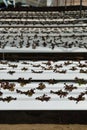 Red oak, green oak, cultivation hydroponics green vegetable Royalty Free Stock Photo