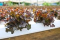 Red oak, green oak, cultivation hydroponics green vegetable Royalty Free Stock Photo