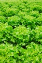 Red oak, green oak, cultivation hydroponics green vegetable Royalty Free Stock Photo