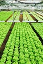 Red oak, green oak, cultivation hydroponics green vegetable Royalty Free Stock Photo