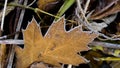 Red oak leaf autumn frost, sometimes called northern oak Quercus rubra - is a species of broad-leaved trees in the family Oak Faga