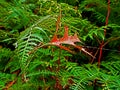 Red Oak leaf Royalty Free Stock Photo