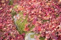 Red leaf fall ground, Autumn Kyoto Japan Royalty Free Stock Photo