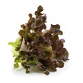 Red oak leaf lettuce isolated on a white background Royalty Free Stock Photo