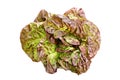Red oak leaf lettuce isolated on white background Royalty Free Stock Photo