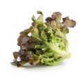 Red oak leaf lettuce isolated on a white background Royalty Free Stock Photo