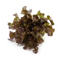 Red oak leaf lettuce isolated on a white background Royalty Free Stock Photo