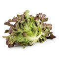 Red oak leaf lettuce isolated on a white background Royalty Free Stock Photo