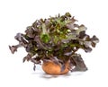 Red oak leaf lettuce with pot on white background Royalty Free Stock Photo