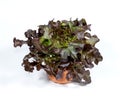 Red oak leaf lettuce with pot on white background Royalty Free Stock Photo